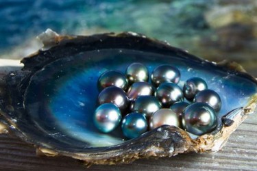 N51-60 All about Tahitian Sea Pearls outlet